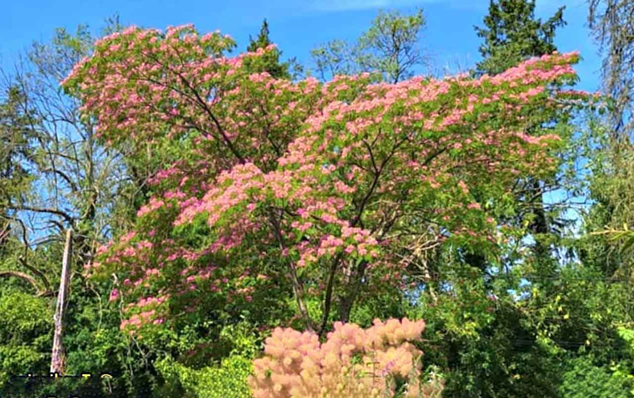 Albizia arbre