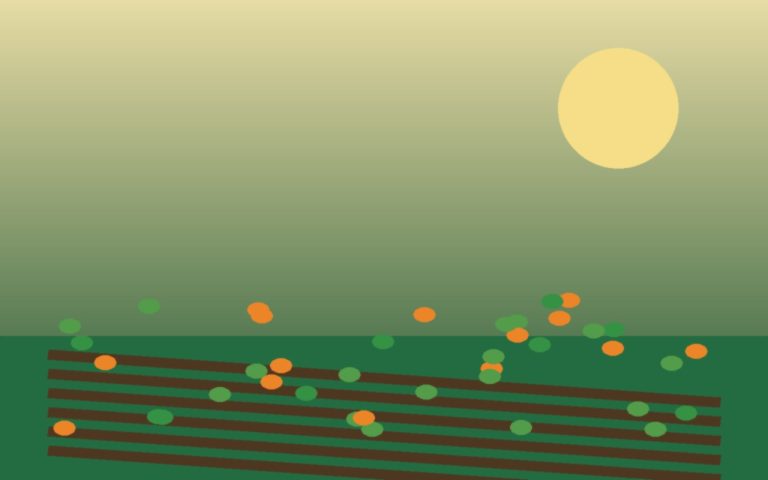 rangs de légumes au potager