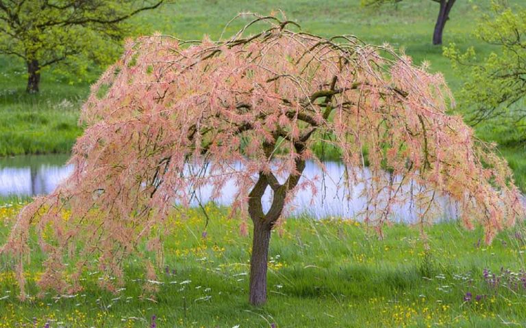 saule crevette taille